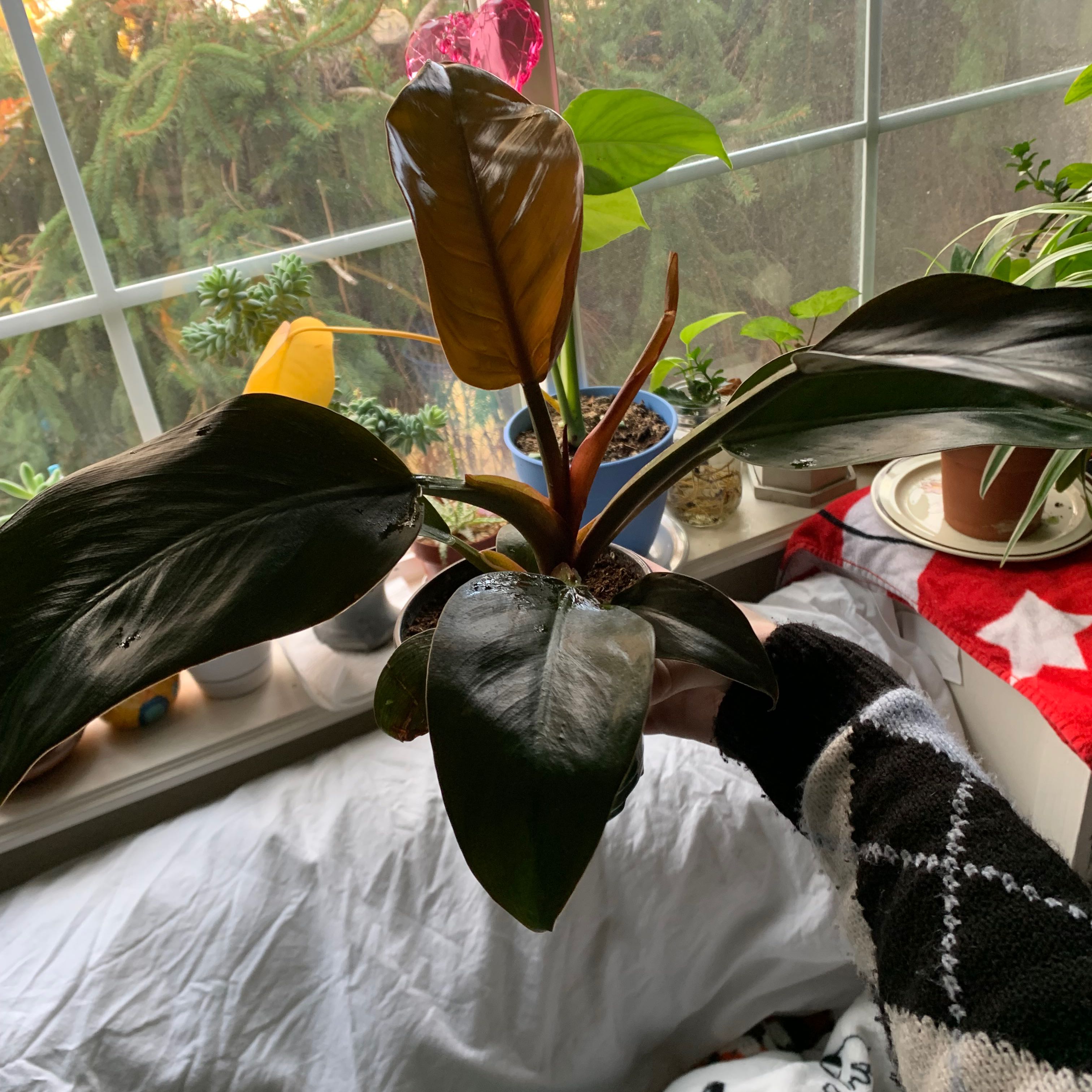 Philodendron 'Imperial Red' plant with dark, glossy leaves held by a hand near a window.