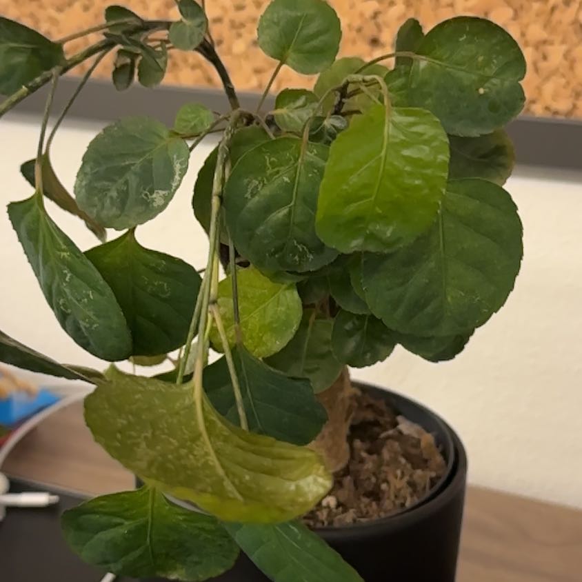 Photo of the plant species Polyscias by @SassyCoralfern named Surya on Greg, the plant care app