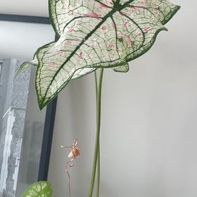Photo of the plant species Caladium 'Marie Moir' by @CleanBushgrass named Eva on Greg, the plant care app