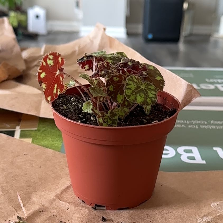 Photo of the plant species Begonia Kit Kat by @JTforever15 named Orlando Bloom on Greg, the plant care app