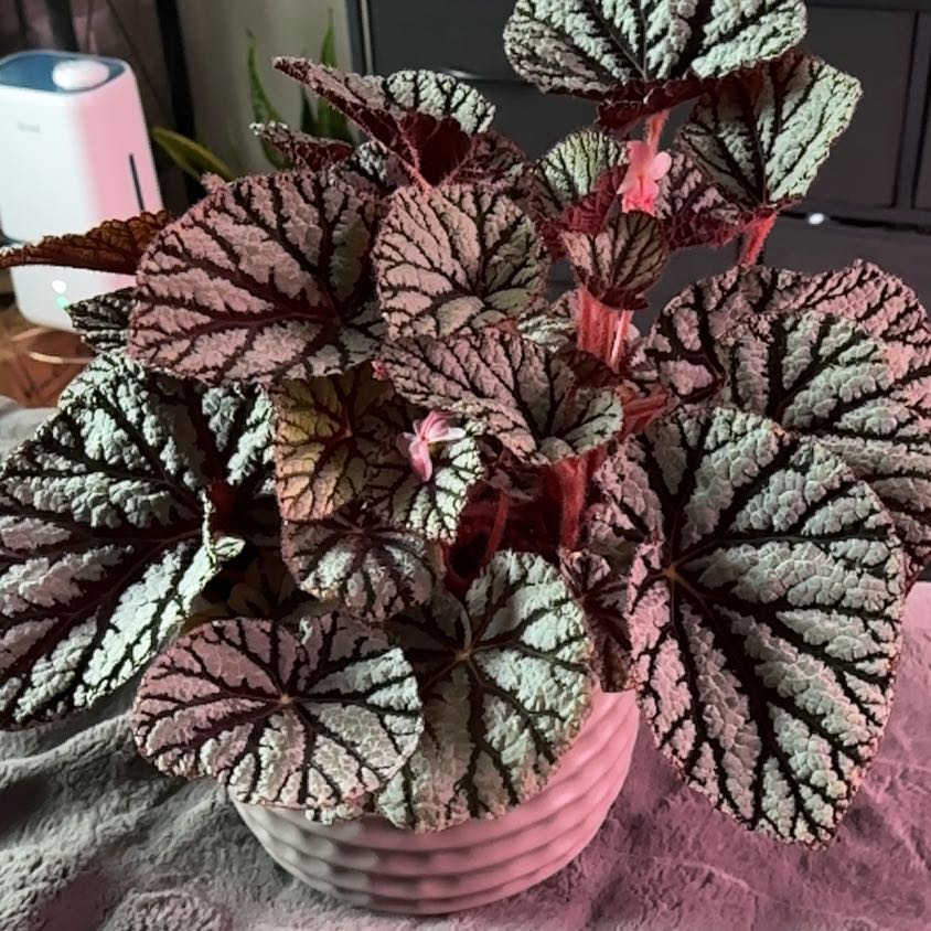 Photo of the plant species Begonia Jurassic Silver Point by @JTforever15 named Michelle Branch on Greg, the plant care app