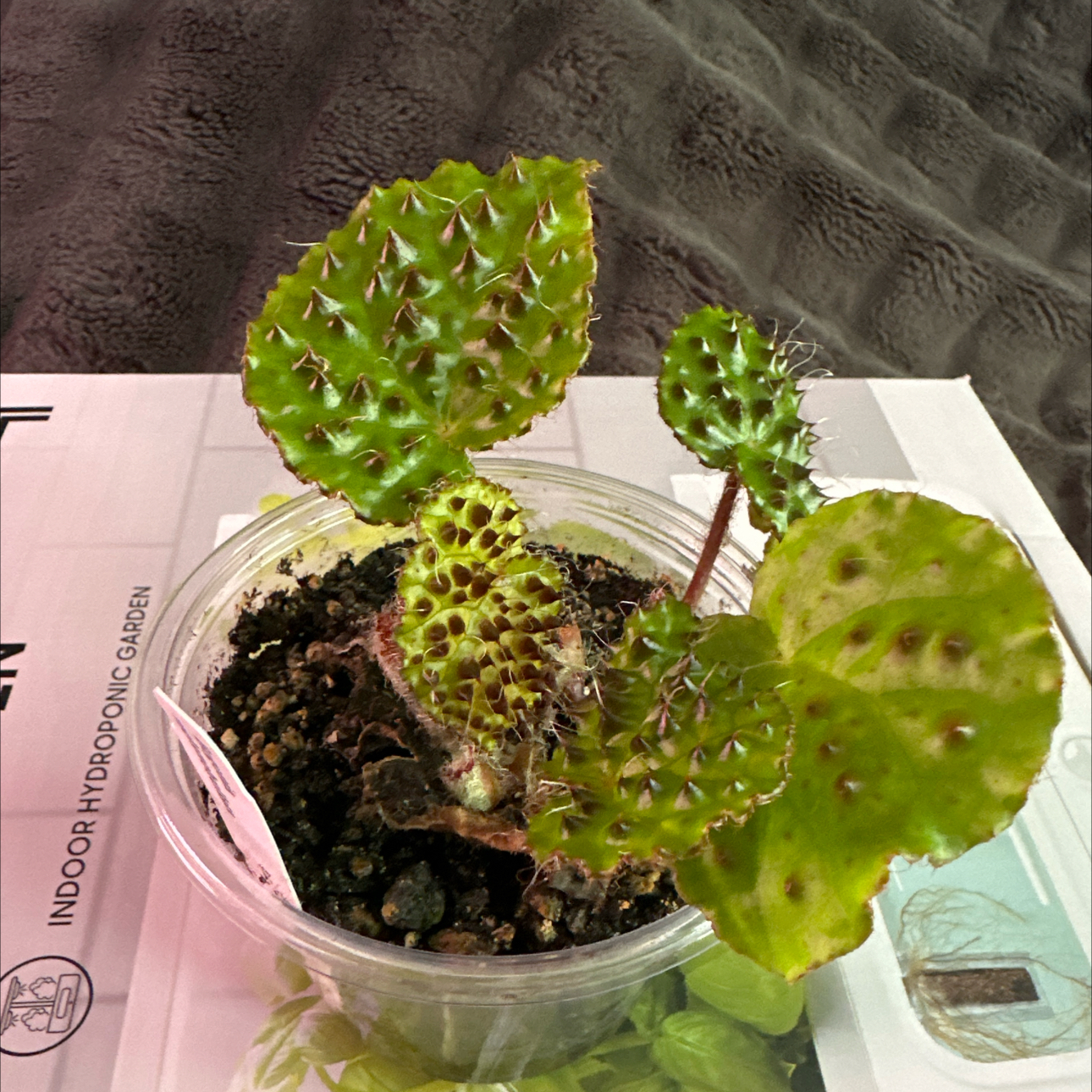 Photo of the plant species Begonia Melanobullata by @JTforever15 named Spike on Greg, the plant care app