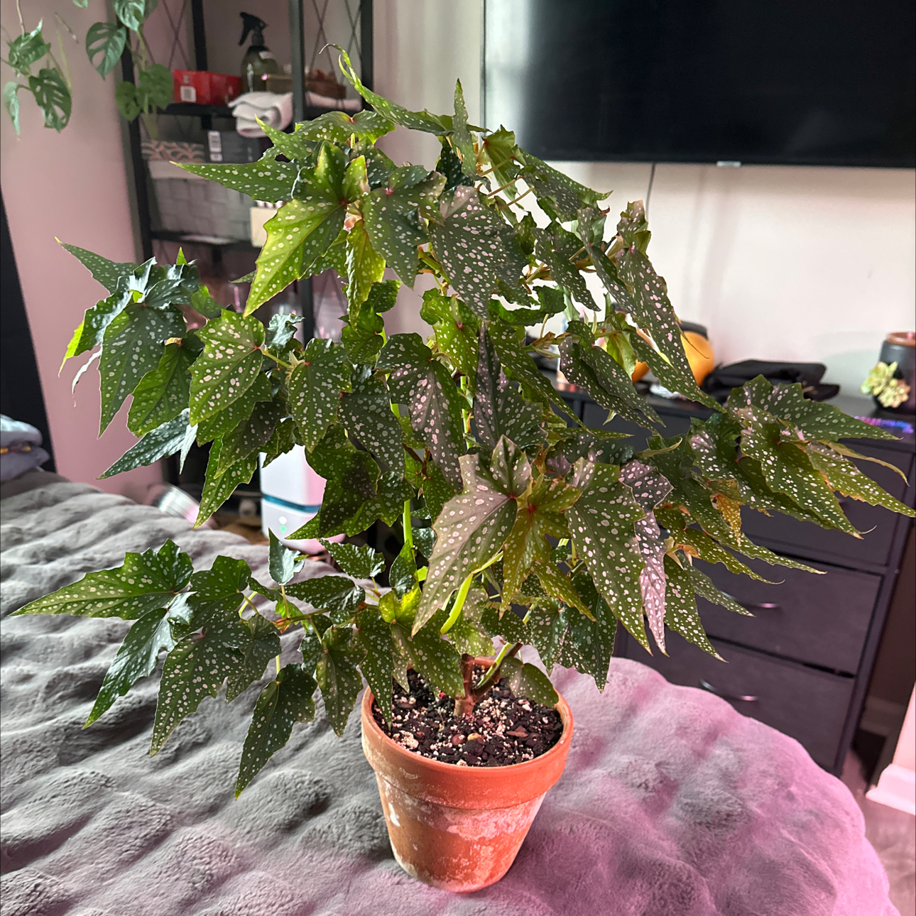 Photo of the plant species Begonia Medora by @JTforever15 named Athena on Greg, the plant care app