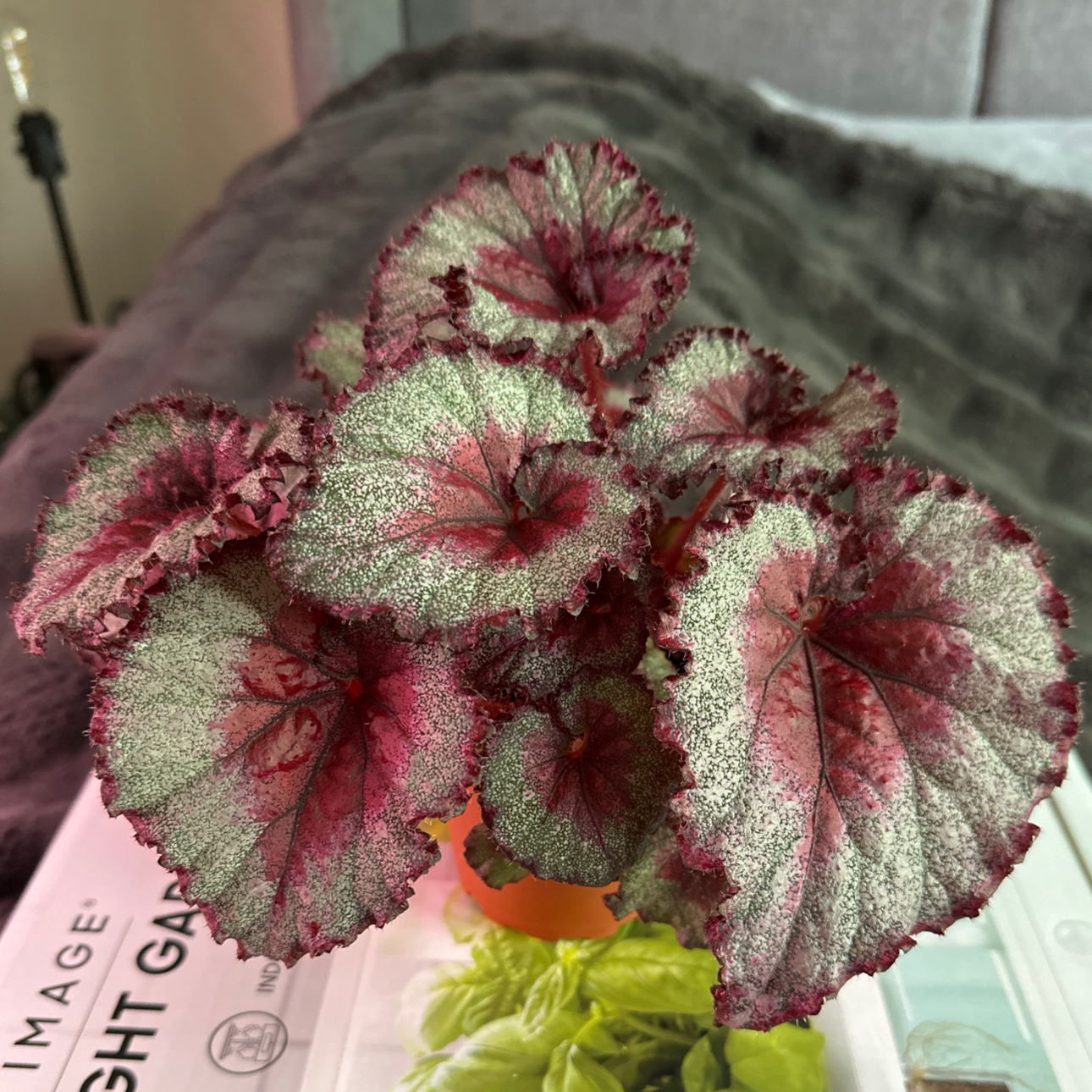 Photo of the plant species begonia stained glass by @JTforever15 named Darwin on Greg, the plant care app