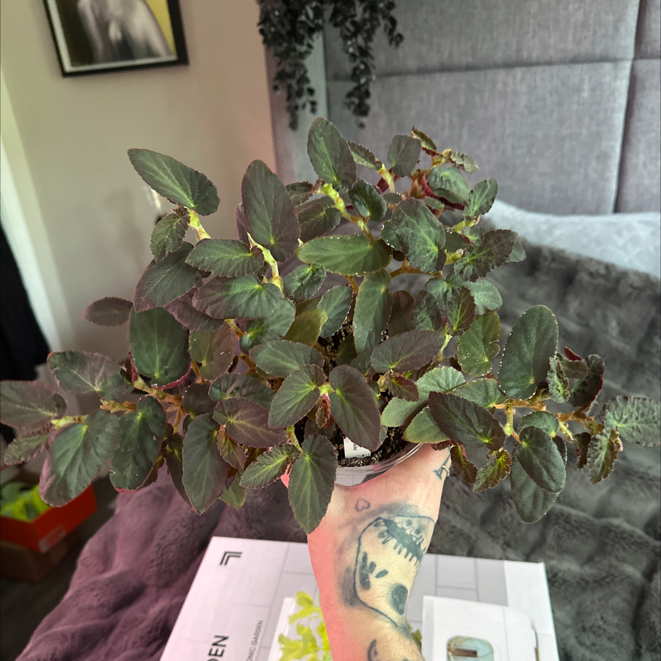 Photo of the plant species Brazilian Lady Begonia by @JTforever15 named Coochee on Greg, the plant care app