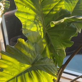 Photo of the plant species Alocasia portadora by @HotPansy71 named Oscar on Greg, the plant care app