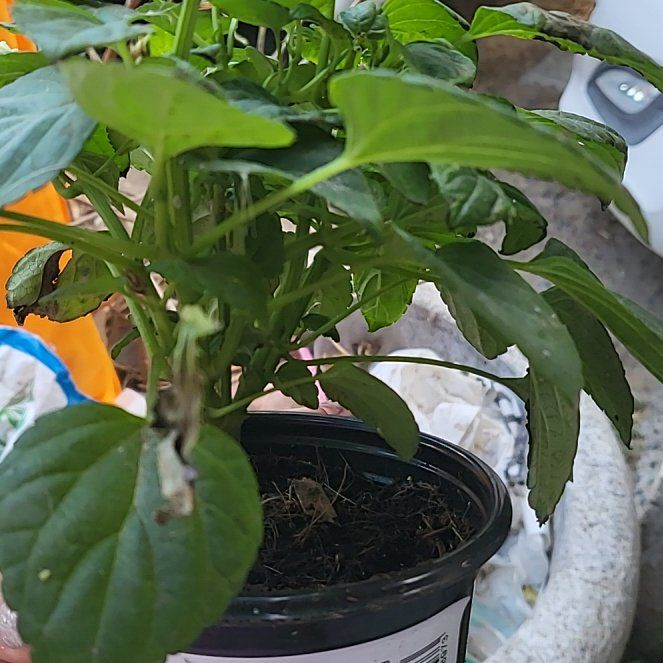 Photo of the plant species Vista White Salvia by @TirelessJicaro named LiloStitch on Greg, the plant care app