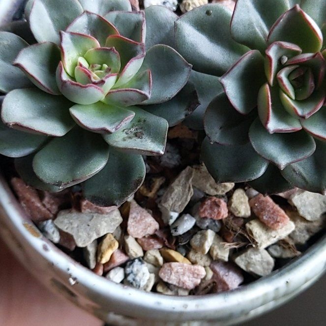 Photo of the plant species Yamatomini by @DruidofTheGove named Walt & Mochi on Greg, the plant care app
