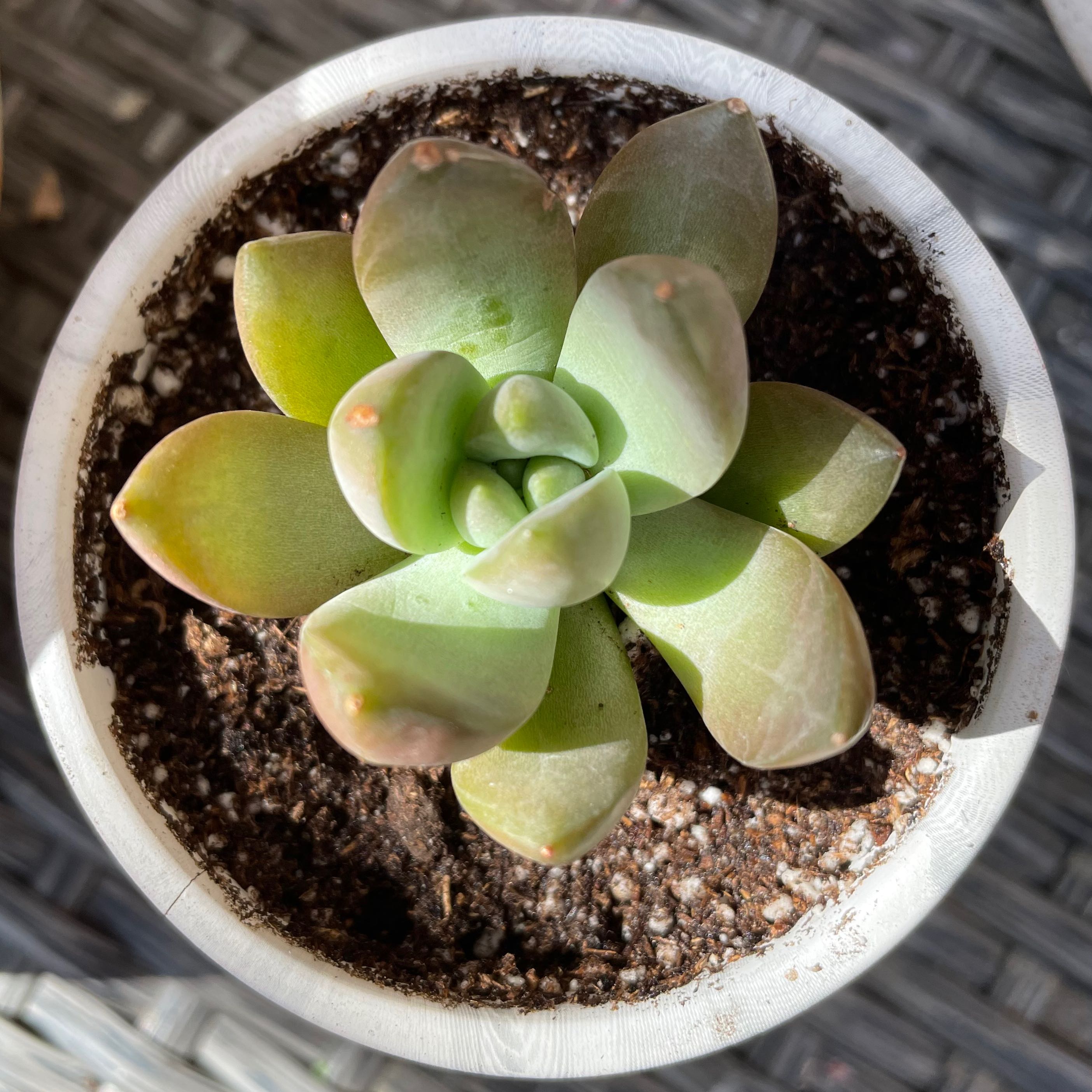A healthy succulent plant in a white pot with visible soil.