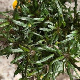 Photo of the plant species Hemigraphis 'Razor Leaf' by @GrandeeOnion27 named Muhammad Ali on Greg, the plant care app