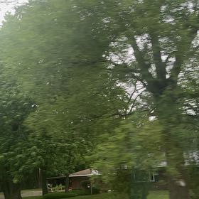 Photo of the plant species Silver Maple by @Mymanleft.com named Elina on Greg, the plant care app
