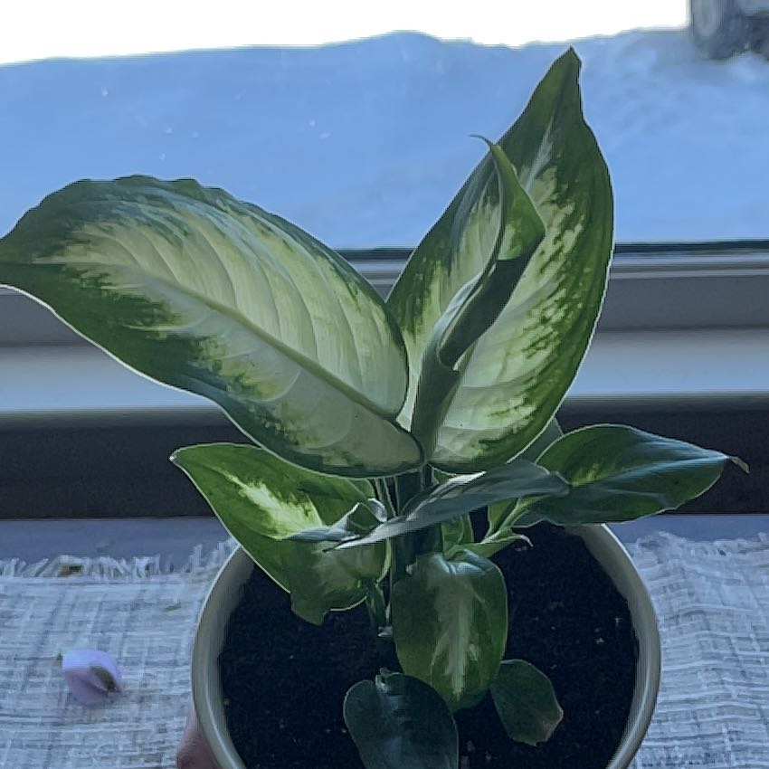 Photo of the plant species Dumbcane 'Delilah' by @TycoonNavelwort named Fernie Saunders on Greg, the plant care app