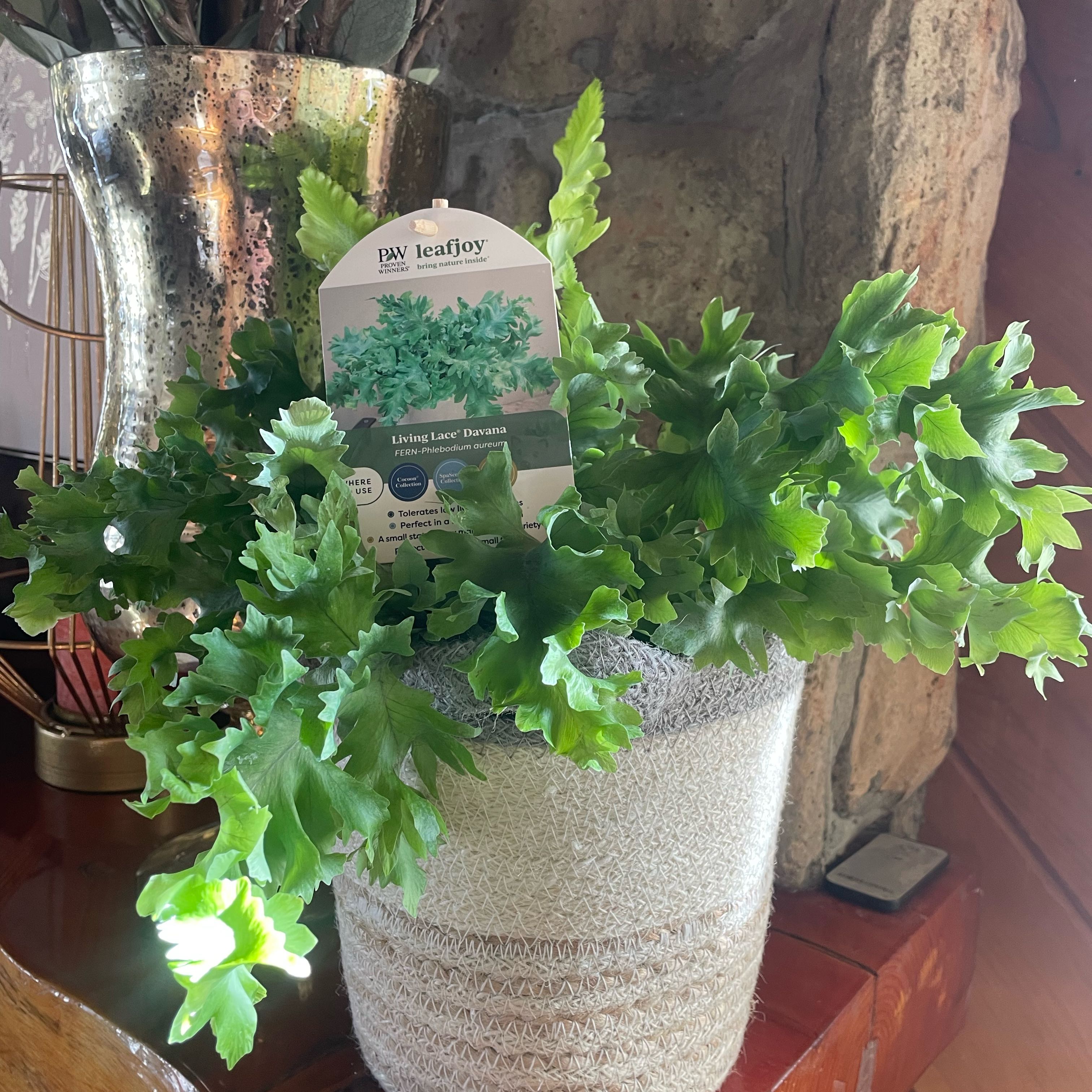 Photo of the plant species Living Lace Davana Fern by @FunZzplant30 named Dolores on Greg, the plant care app
