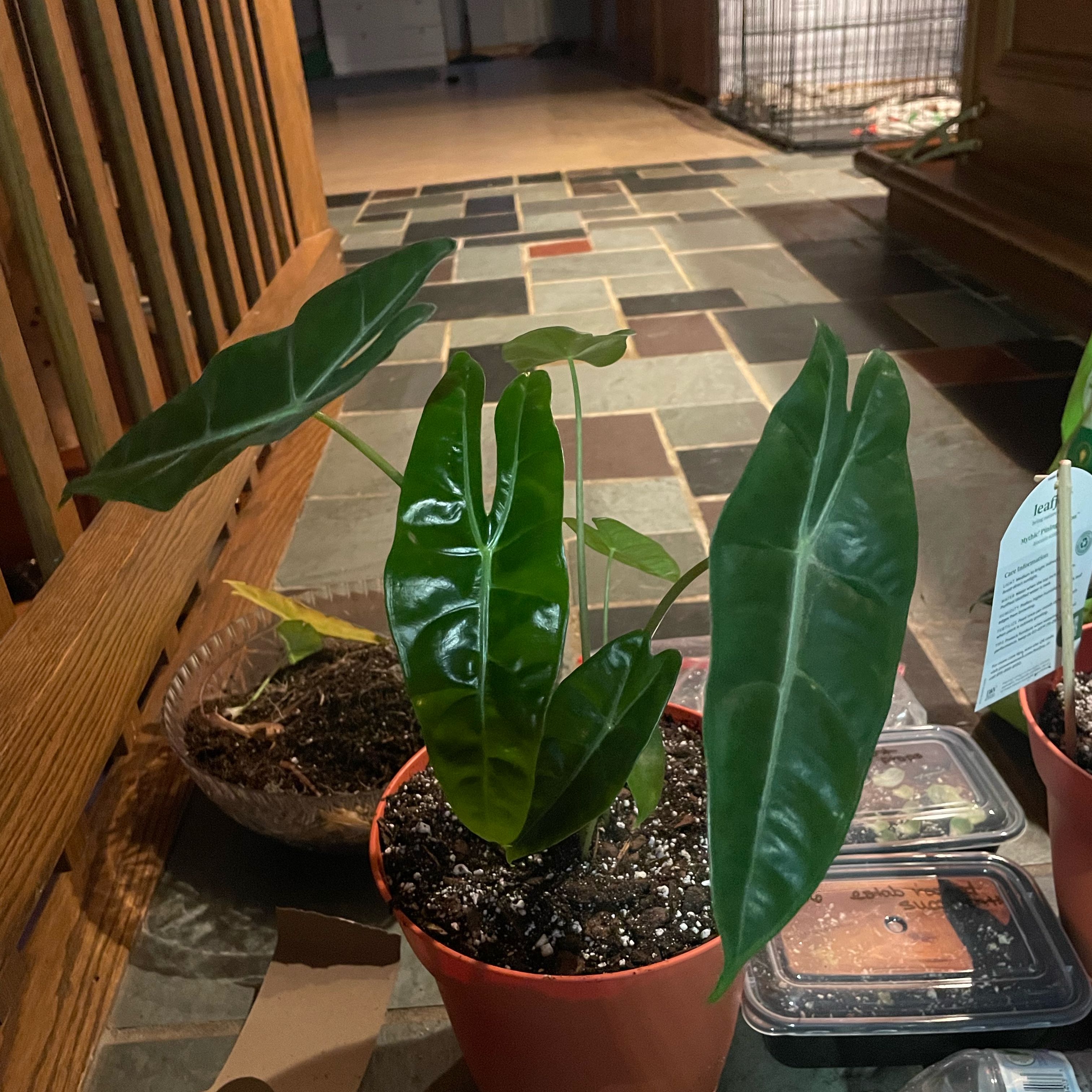 Photo of the plant species Alocasia longiloba 'Mythic' by @FunZzplant30 named James Dean on Greg, the plant care app