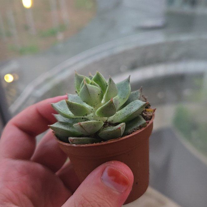Photo of the plant species Echeveria 'Prism' by @5ul0zu3ol named Athena on Greg, the plant care app