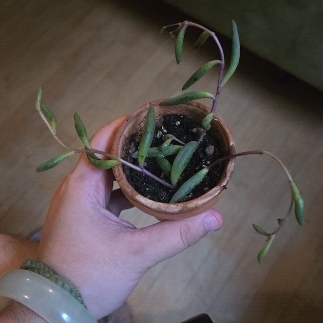 Photo of the plant species String of Rubies by @5ul0zu3ol named Leaf Erickson on Greg, the plant care app