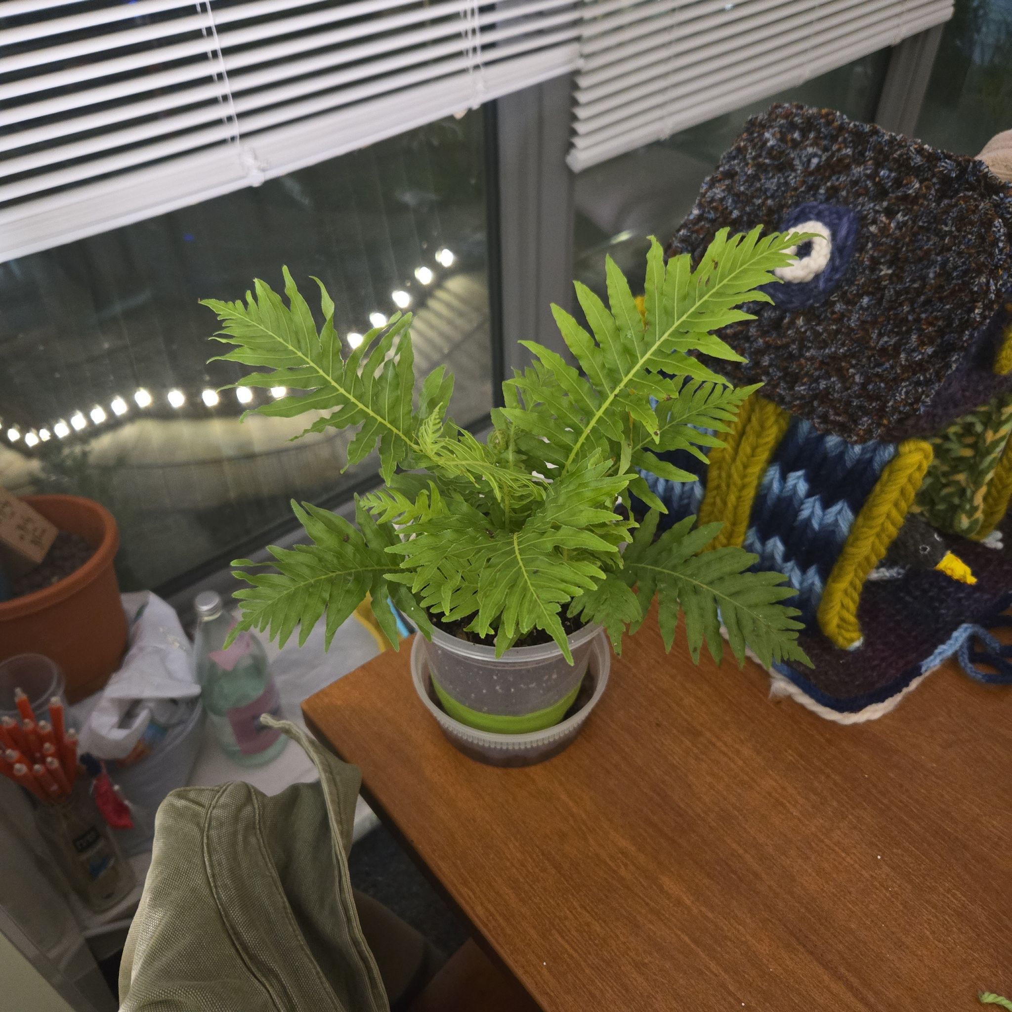 Tree Diddy II