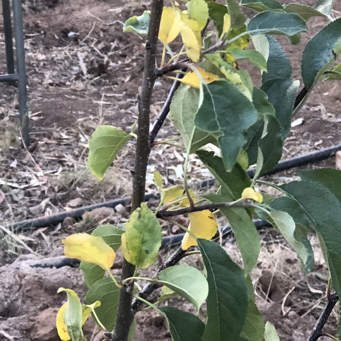 Photo of the plant species Crimson Crisp Apple by @VocalWaxivy68 named Apple on Greg, the plant care app