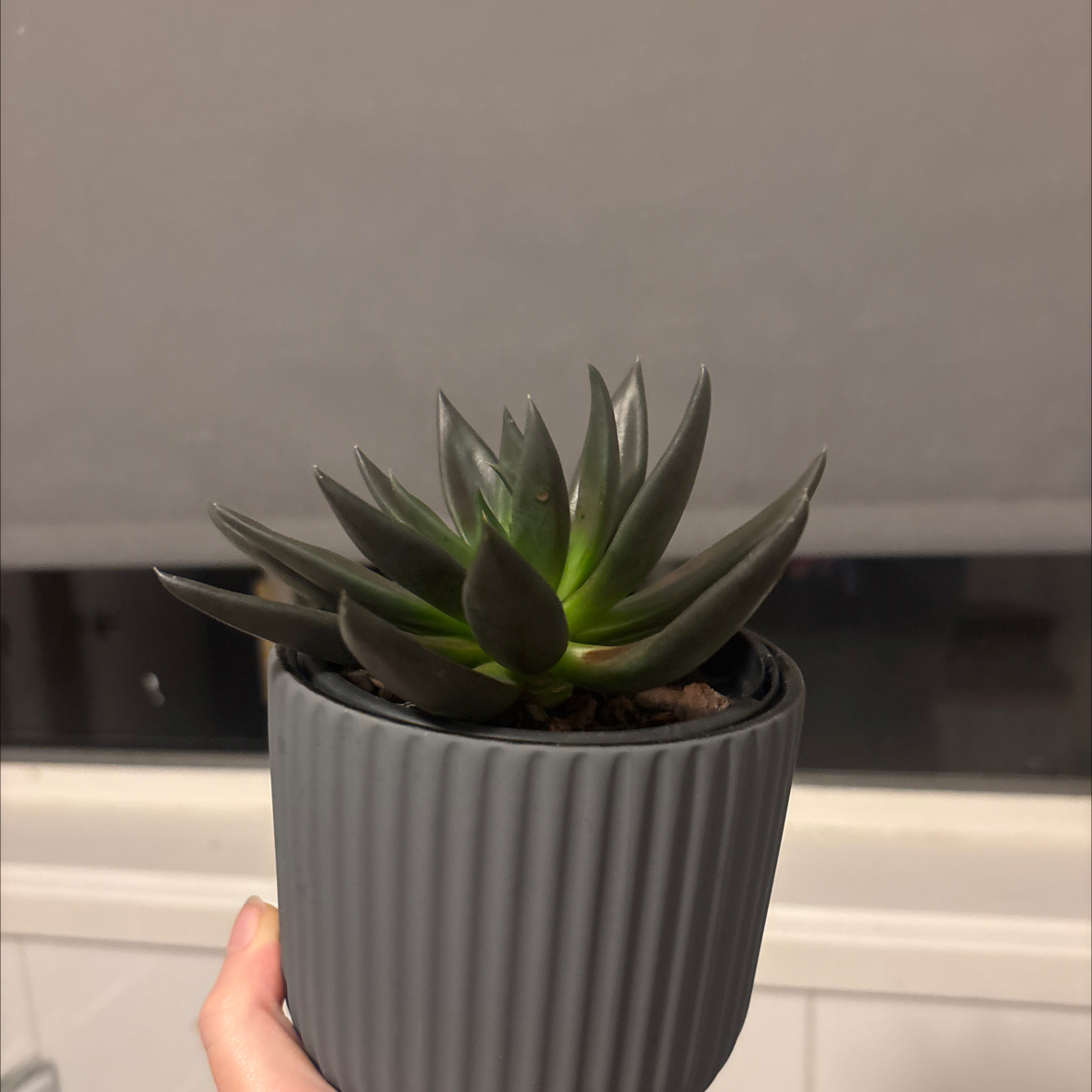 Photo of the plant species Black Echeveria by @SpecialInterest named Shakira on Greg, the plant care app
