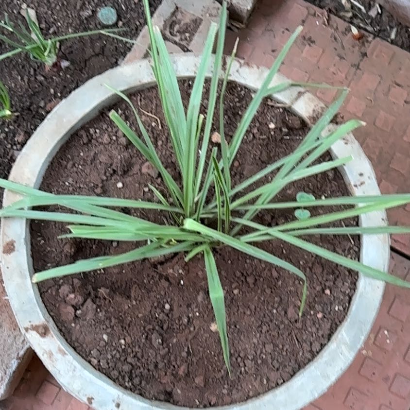 Photo of the plant species Polianthes tuberosa by @ExactViszsla named Bieber on Greg, the plant care app