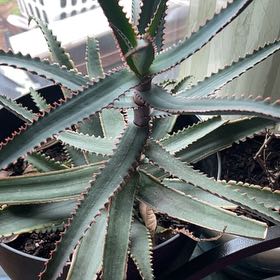 Photo of the plant species Aloe 'Swordfish' by @PoeticDill6 named Randy on Greg, the plant care app