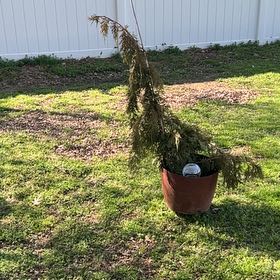 Photo of the plant species Alaska Cedar by @PoeticDill6 named Hamilton on Greg, the plant care app
