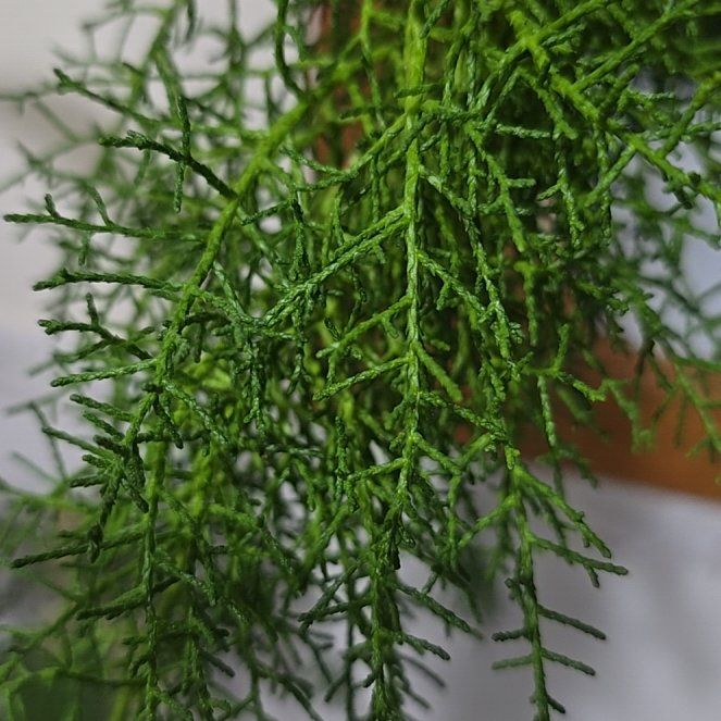 Photo of the plant species Huon Pine by @ConnectedFord93 named Rainier on Greg, the plant care app