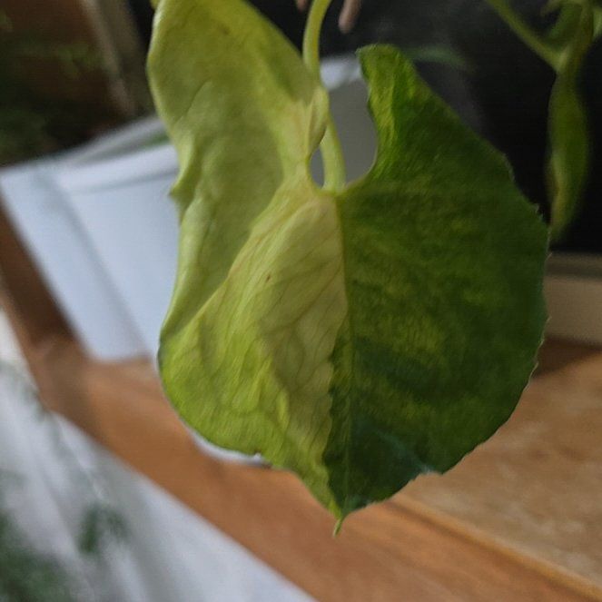 Photo of the plant species Syngonium Dwarf Variegata by @ConnectedFord93 named Harper on Greg, the plant care app
