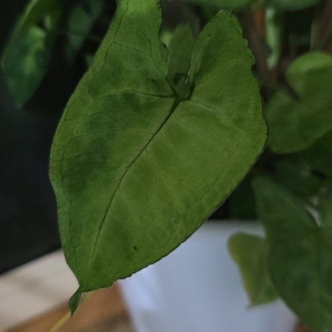 Photo of the plant species Syngonium by @ConnectedFord93 named Achilles on Greg, the plant care app
