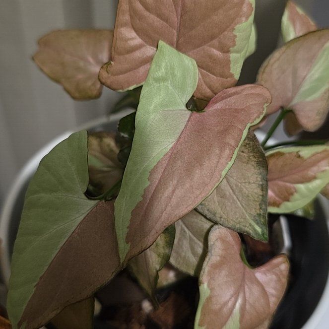 Photo of the plant species syngonium strawberry milk by @ConnectedFord93 named Bieber on Greg, the plant care app