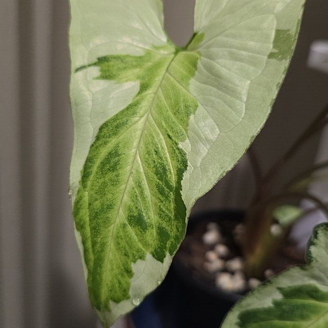 Photo of the plant species Arrowhead Plant by @ConnectedFord93 named Rihanna on Greg, the plant care app