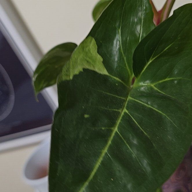 Photo of the plant species Syngonium by @ConnectedFord93 named Leaf Erickson on Greg, the plant care app