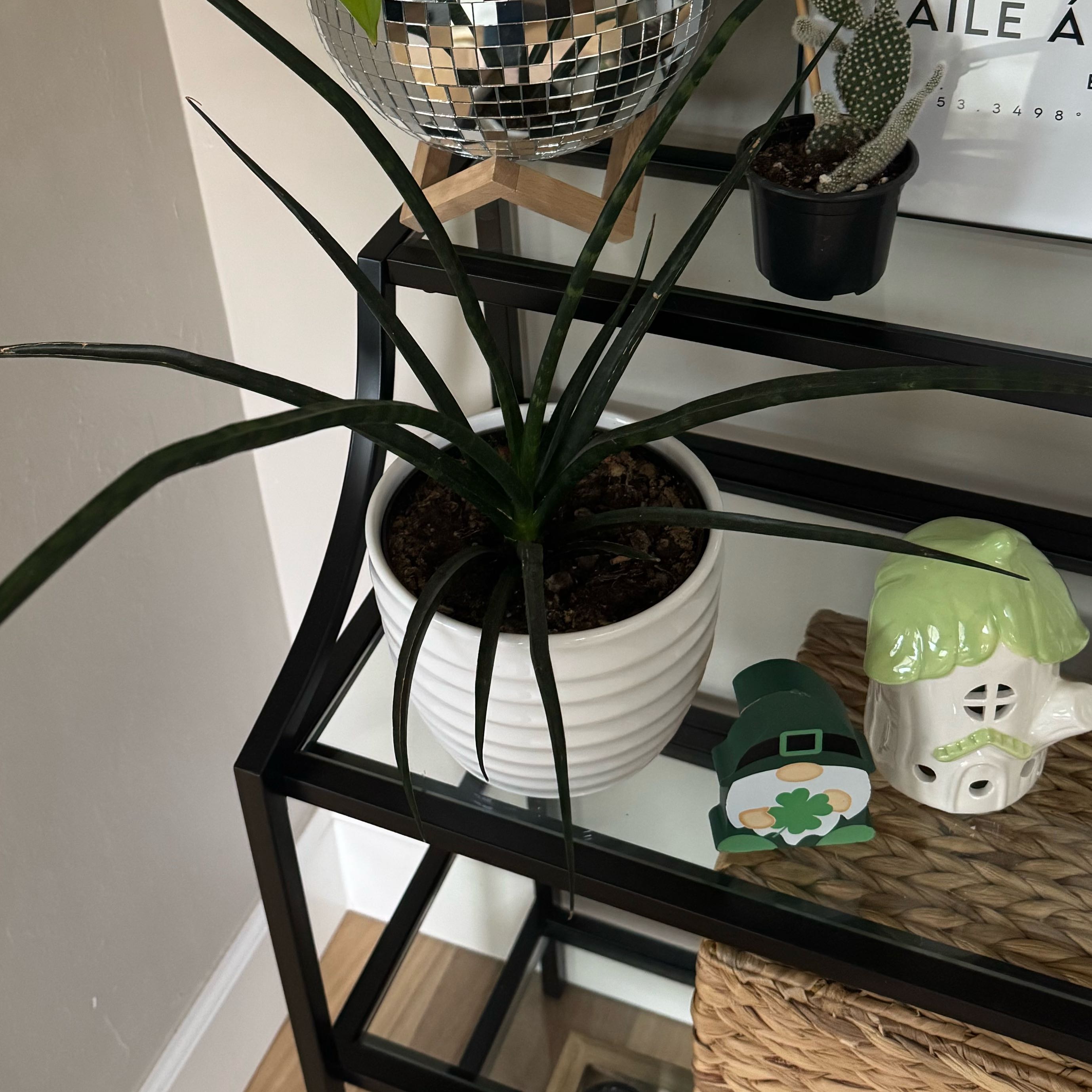 Photo of the plant species cylindrical snake plant by @ZingChickenweed named Tolkien on Greg, the plant care app