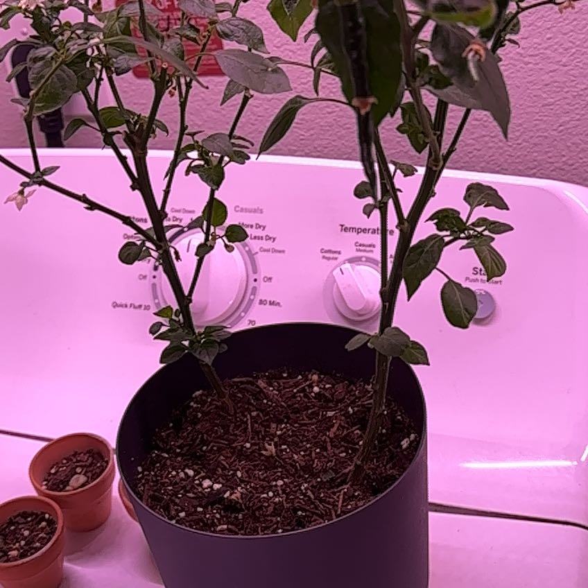 Photo of the plant species Cayenne Pepper by @GemSandleek40 named Baesil on Greg, the plant care app