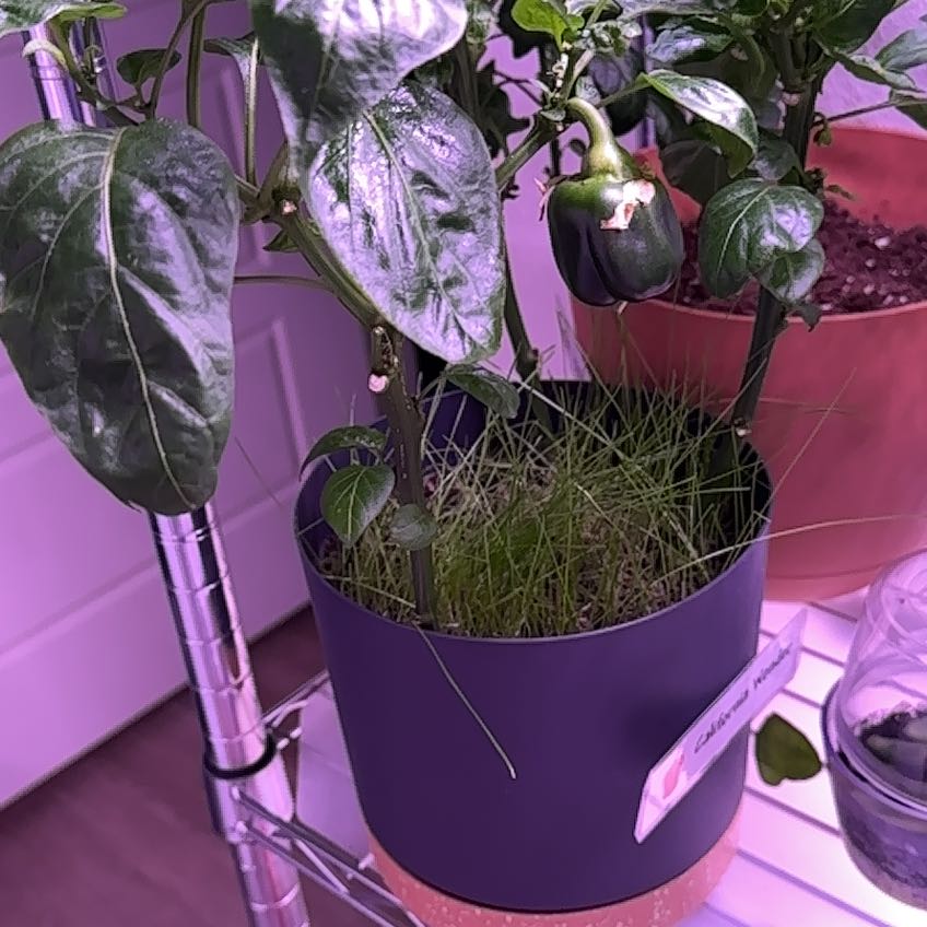 Photo of the plant species California Wonder Bell Pepper by @GemSandleek40 named Dax on Greg, the plant care app