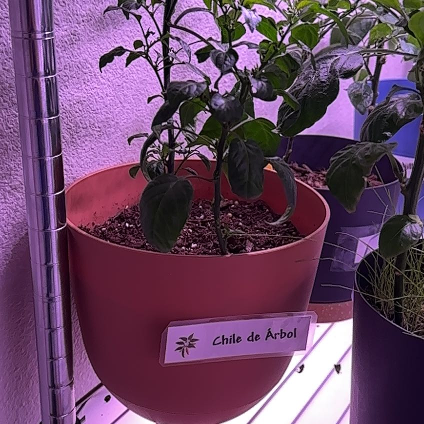 Photo of the plant species Chile de Arbol by @GemSandleek40 named Plato on Greg, the plant care app