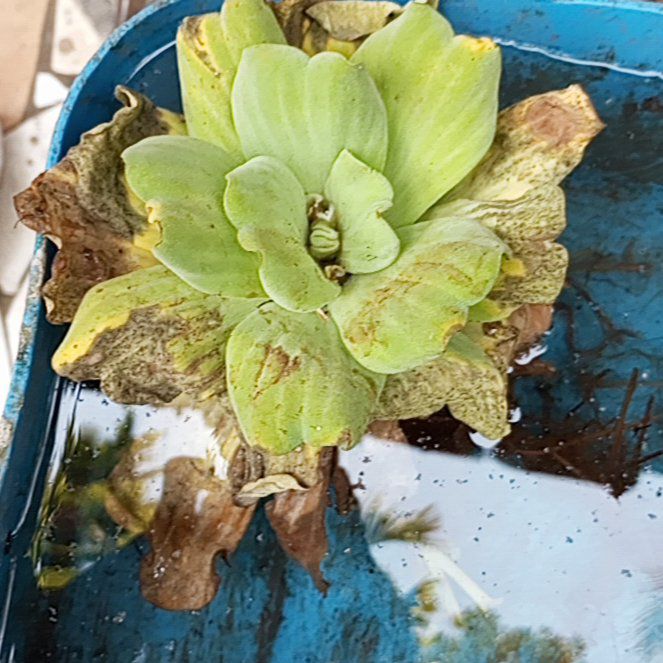 Photo of the plant species Water Lettuce by @StarBlinks60 named LiloStitch on Greg, the plant care app