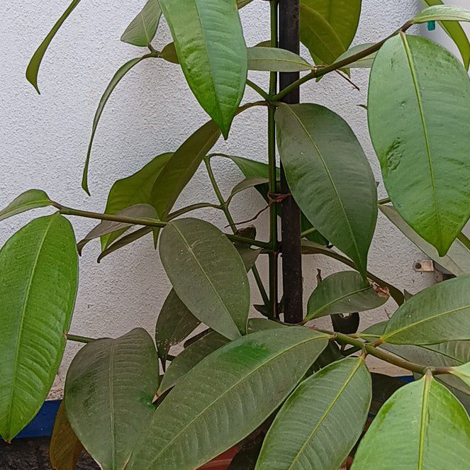 Photo of the plant species Purple Mangosteen by @TastyQuince76 named Mangosteen on Greg, the plant care app