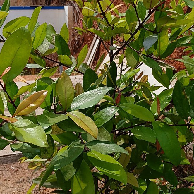 Photo of the plant species Kokum by @TastyQuince76 named Bhirnda on Greg, the plant care app