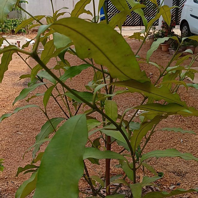 Photo of the plant species Achacha by @TastyQuince76 named Acha chairu on Greg, the plant care app