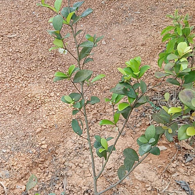 Photo of the plant species Australian Beach Cherry by @TastyQuince76 named Cedar Bay Cherry on Greg, the plant care app