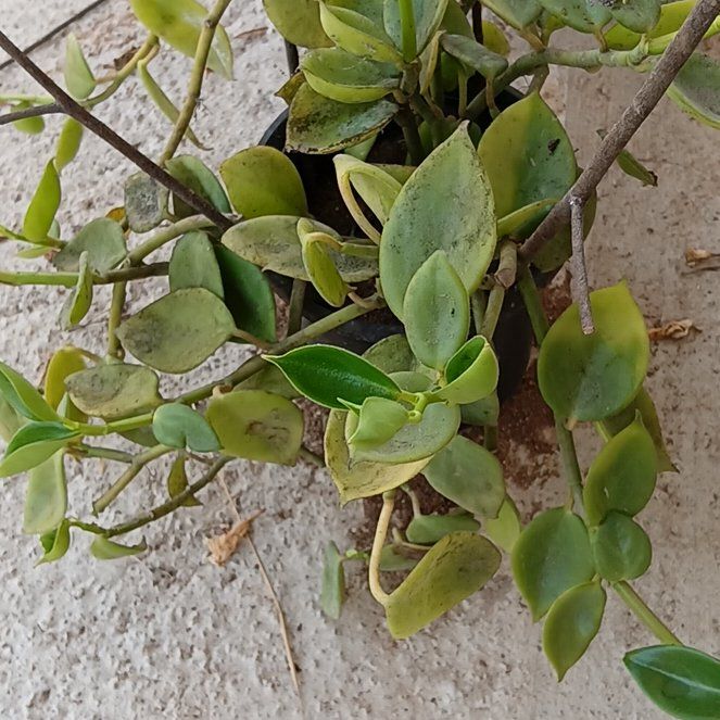 Photo of the plant species Peperomia by @TastyQuince76 named Surya on Greg, the plant care app