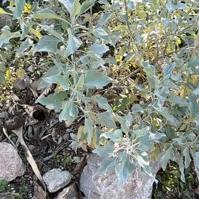 Photo of the plant species White Sage by @EstheticalBetel named Drake on Greg, the plant care app
