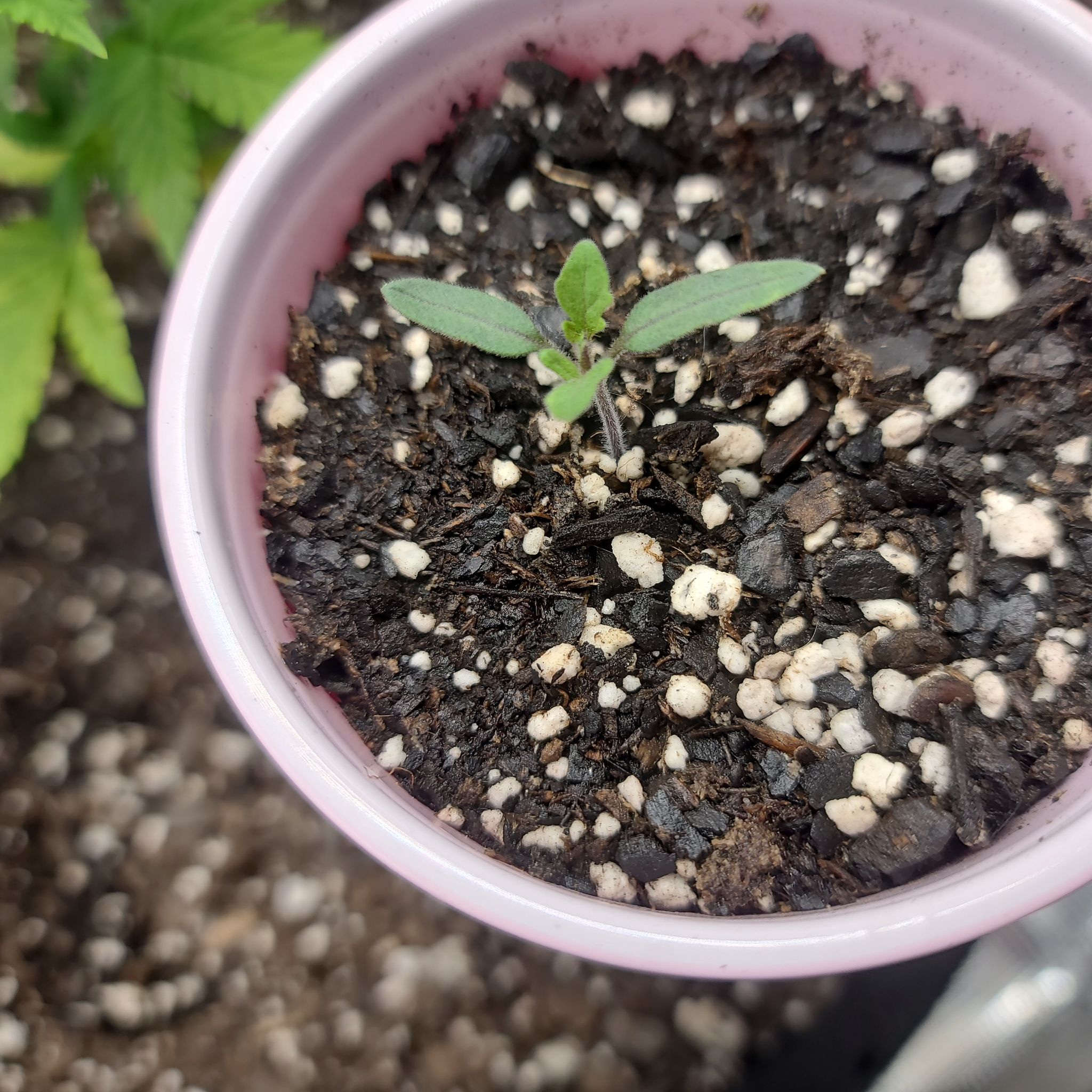 Photo of the plant species Chinese Cimicifuga by @BigLithop97 named Delilah on Greg, the plant care app