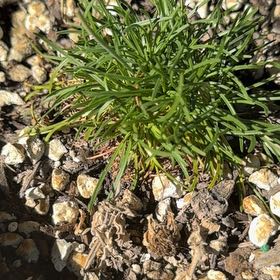 Photo of the plant species Armeria Maritima by @NiceCaperspurge named Kobe on Greg, the plant care app