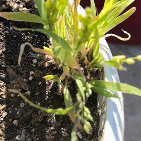 Photo of the plant species Proso Millet by @NiceCaperspurge named Delilah on Greg, the plant care app