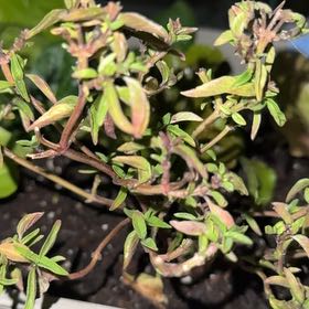 Photo of the plant species Elfin Thyme by @NiceCaperspurge named Muhammad Ali on Greg, the plant care app