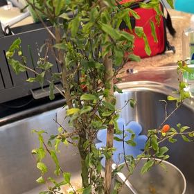 Photo of the plant species Dwarf Pomegranate by @DearSunflower61 named Ruby on Greg, the plant care app