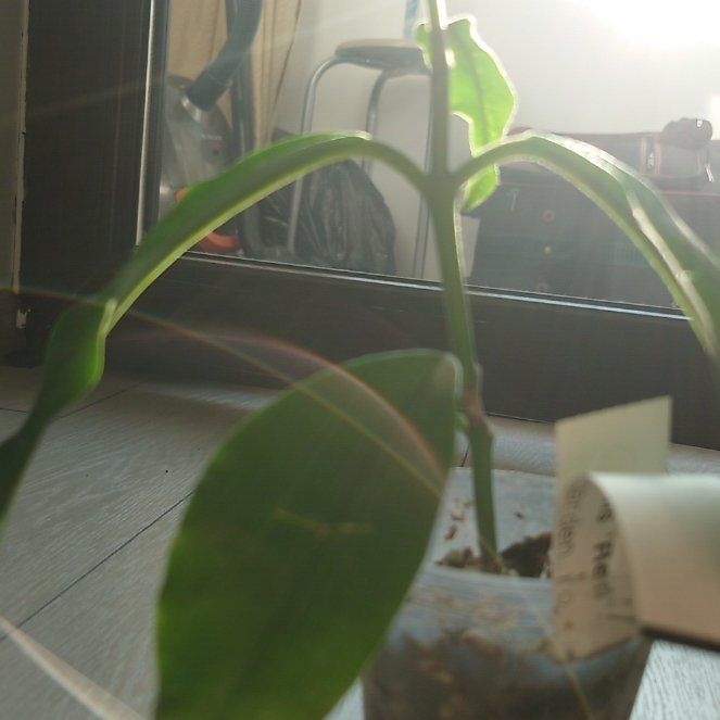 Photo of the plant species Hoya imperialis by @KnightPukatea15 named Winston on Greg, the plant care app