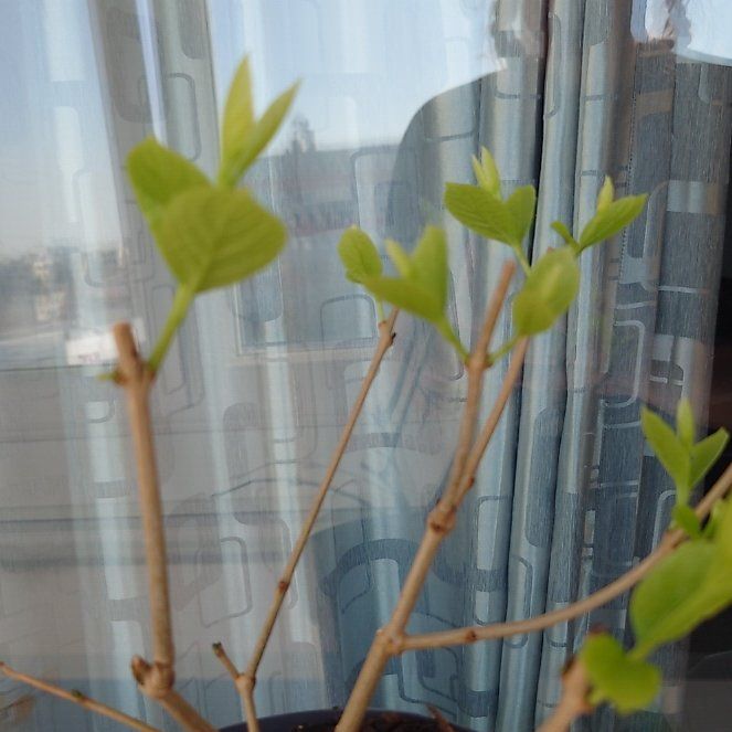 Photo of the plant species Sweetshrub by @KnightPukatea15 named Harper on Greg, the plant care app